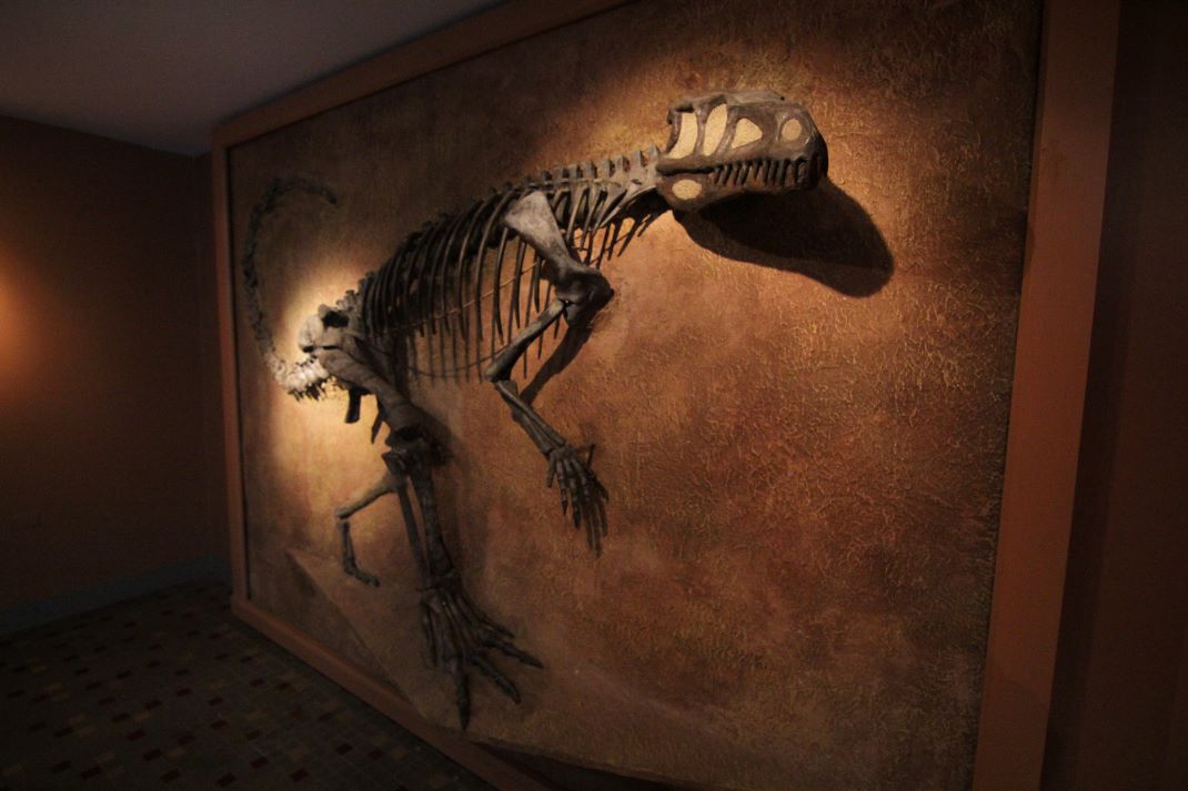 Museo de Ciencias  Naturales Miguel Lillo