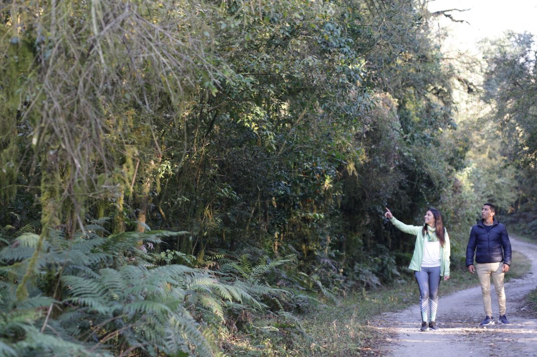 Sendero La Mesada - Portal Campo de los Alisos