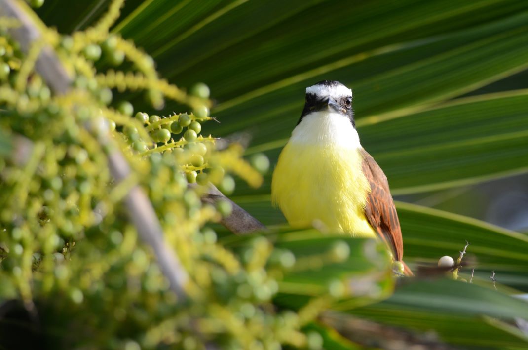 The Quetupi (Pitangus sulphuratus)